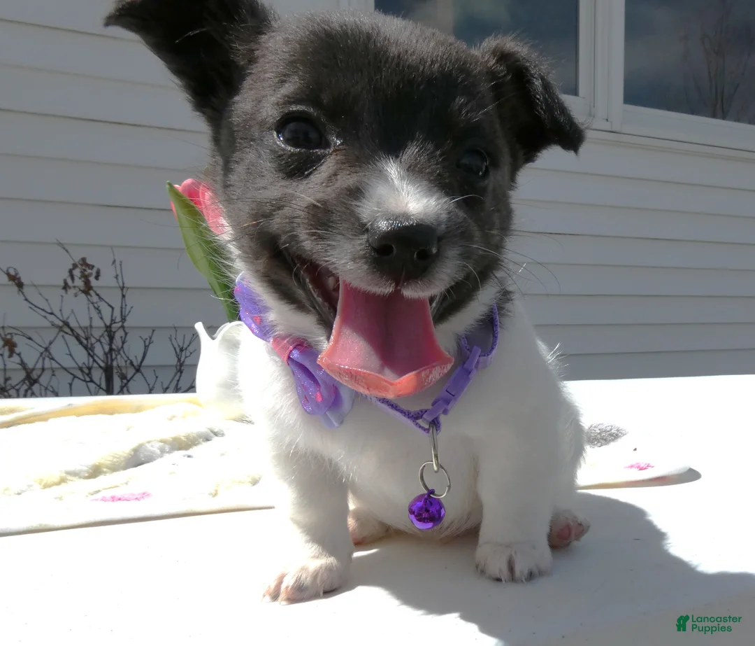 Jack Russell Terrier dogs for sale: Jack Russell Terrier Puppy 1 Scobby - Ad 2