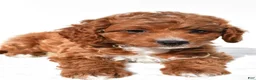 Cavapoo dogs for sale: Jasper - Ad 8