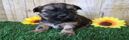 Shorkie dogs for sale: Whiskey - Ad 4