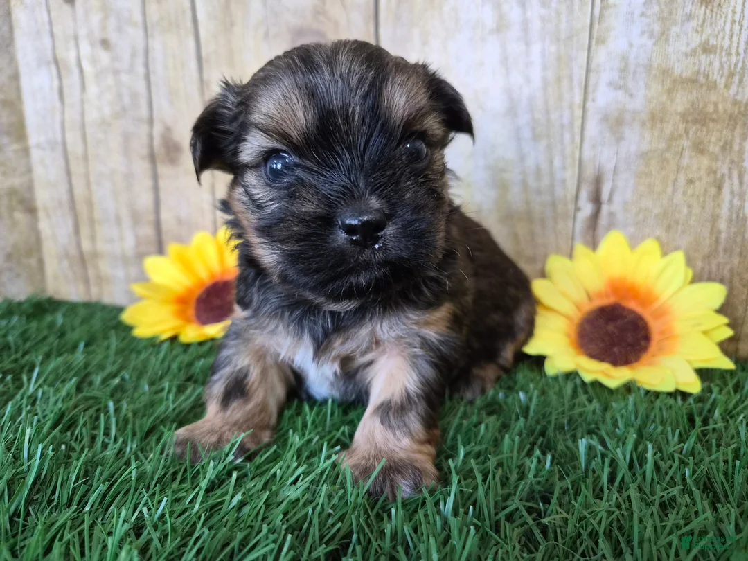 Shorkie dogs for sale: Whiskey - Ad 4