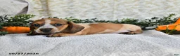 Miniature Dachshund dogs for sale: Jasper - Ad 3