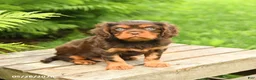 Cavalier King Charles Spaniel dogs for sale: Lucky - Ad 1
