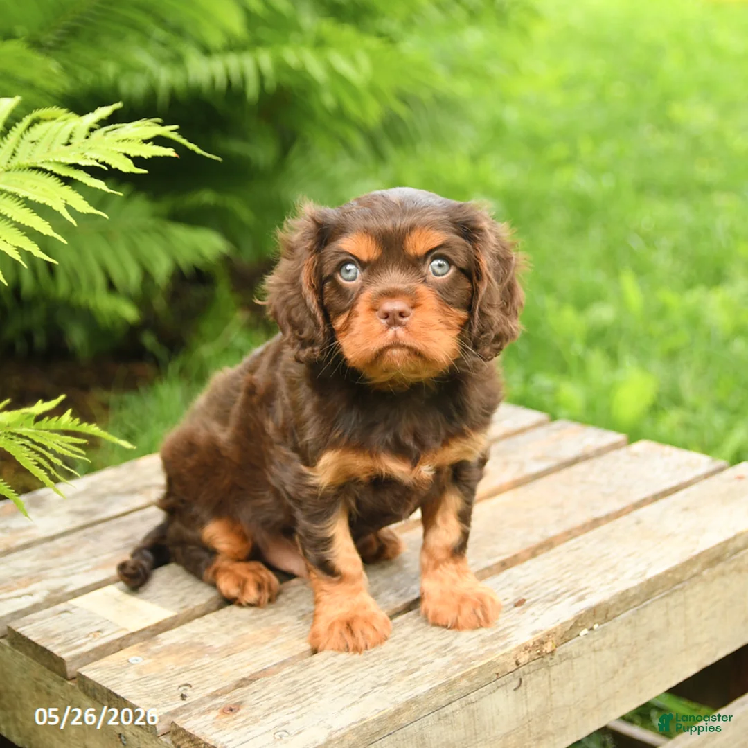 Cavalier King Charles Spaniel dogs for sale: Lucky - Ad 1