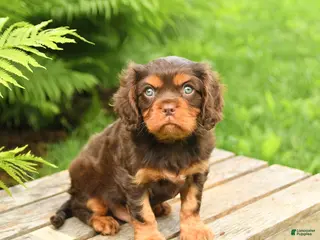 Cavalier King Charles Spaniel dogs for sale: Lucky - Ad 2