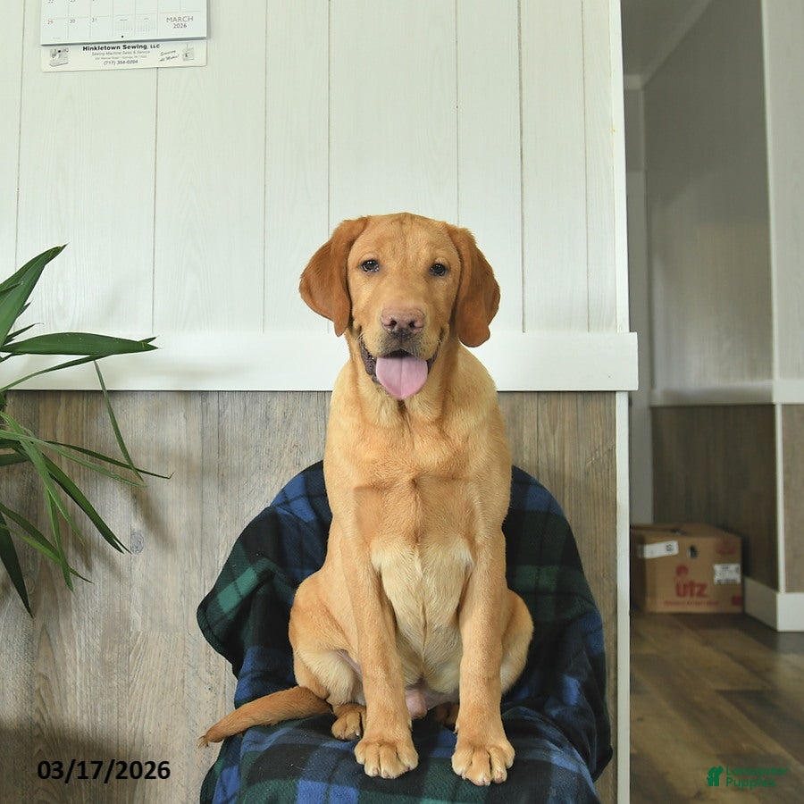 Labrador Retriever dogs Biscuit - Ad 1