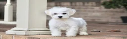 Teddy Bear dogs for sale: Buster - Ad 2