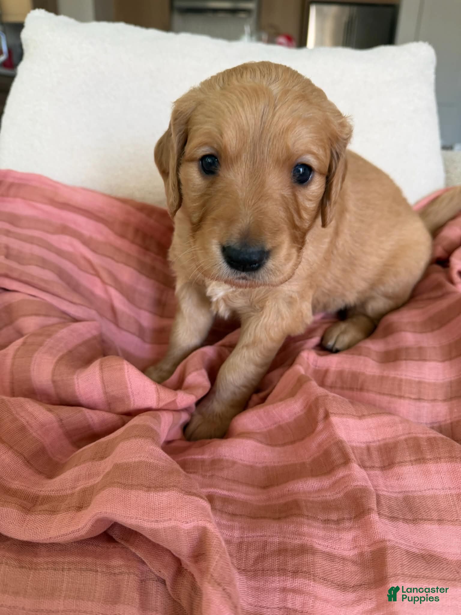 Golden Retriever dogs Golden Retriever Puppy 7 (Pink) - Ad 2
