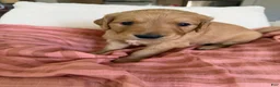 Golden Retriever dogs for sale: Golden Retriever Puppy 7 (Pink) - Ad 1