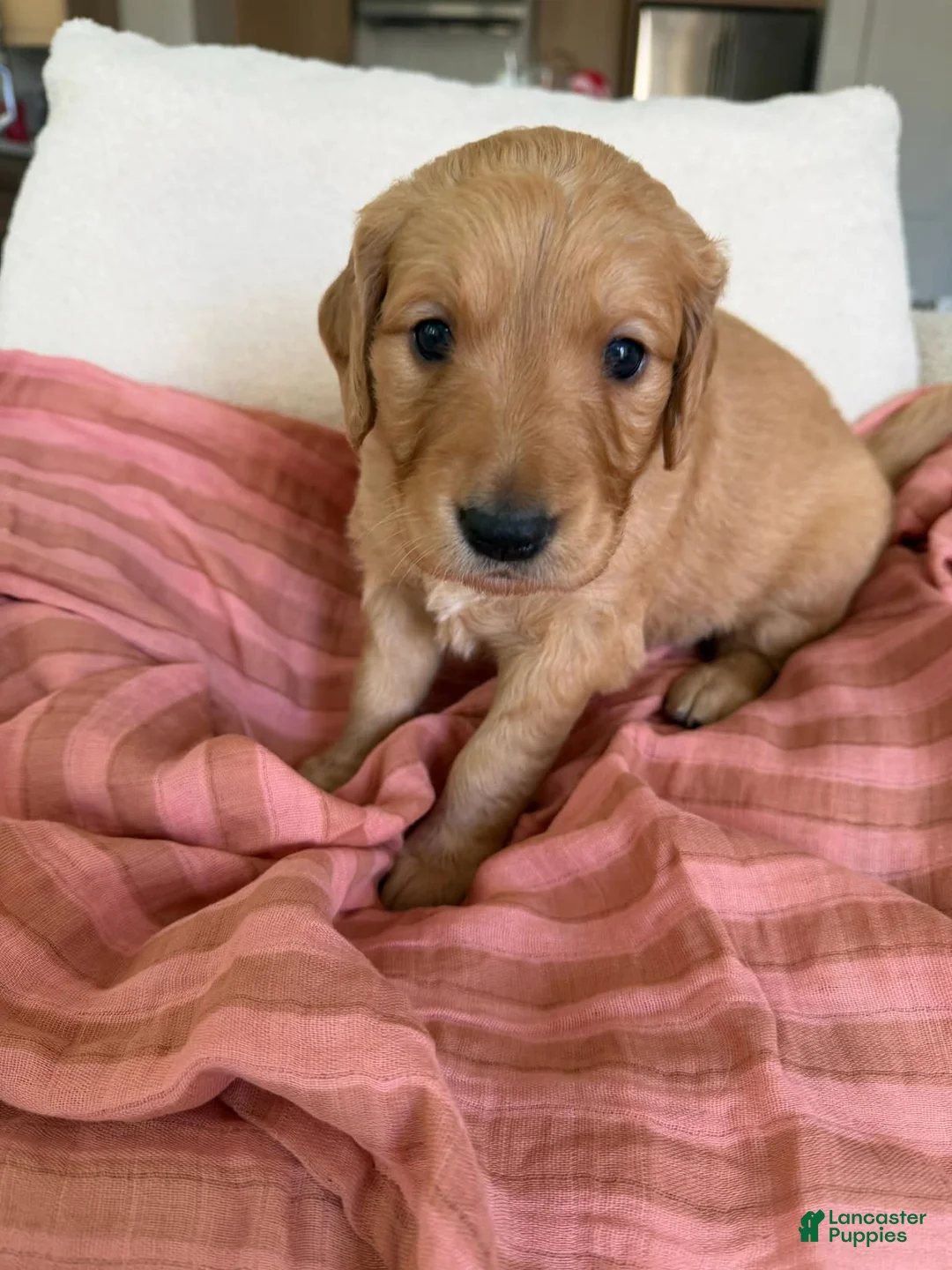 Golden Retriever dogs for sale: Golden Retriever Puppy 7 (Pink) - Ad 1