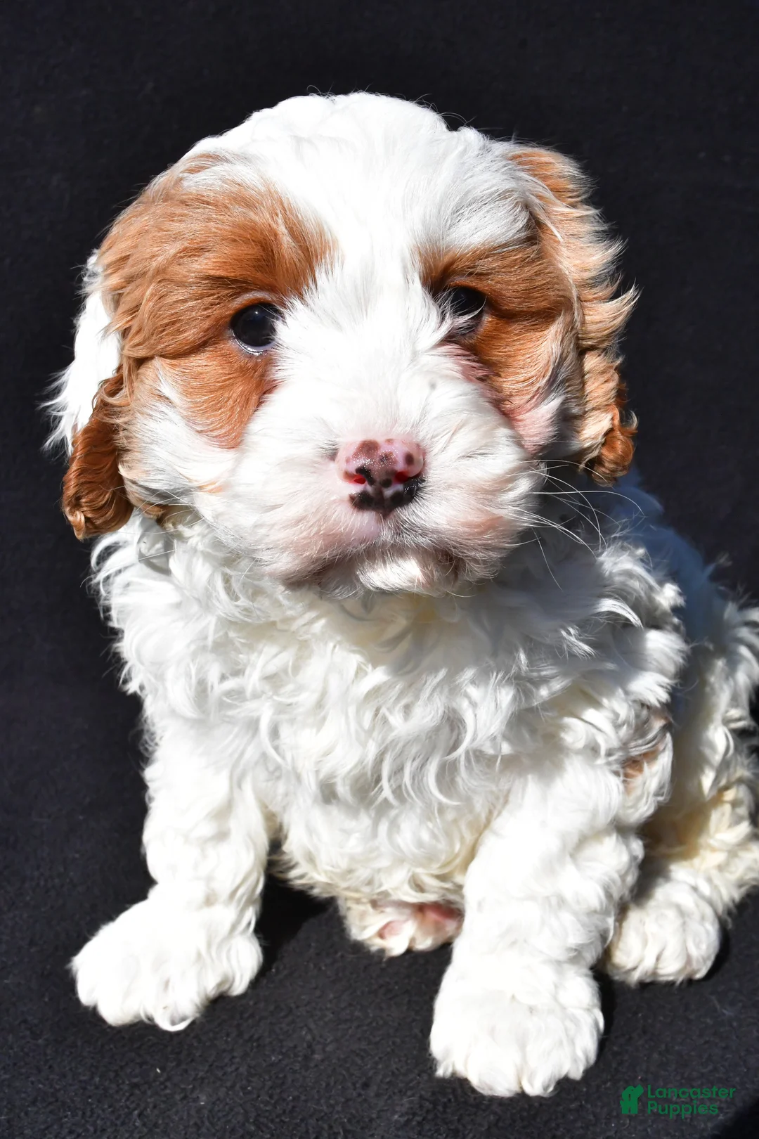 Cavapoo dogs for sale: Charlie - Ad 8