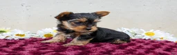Yorkshire Terrier dogs for sale: Tibby - Ad 4