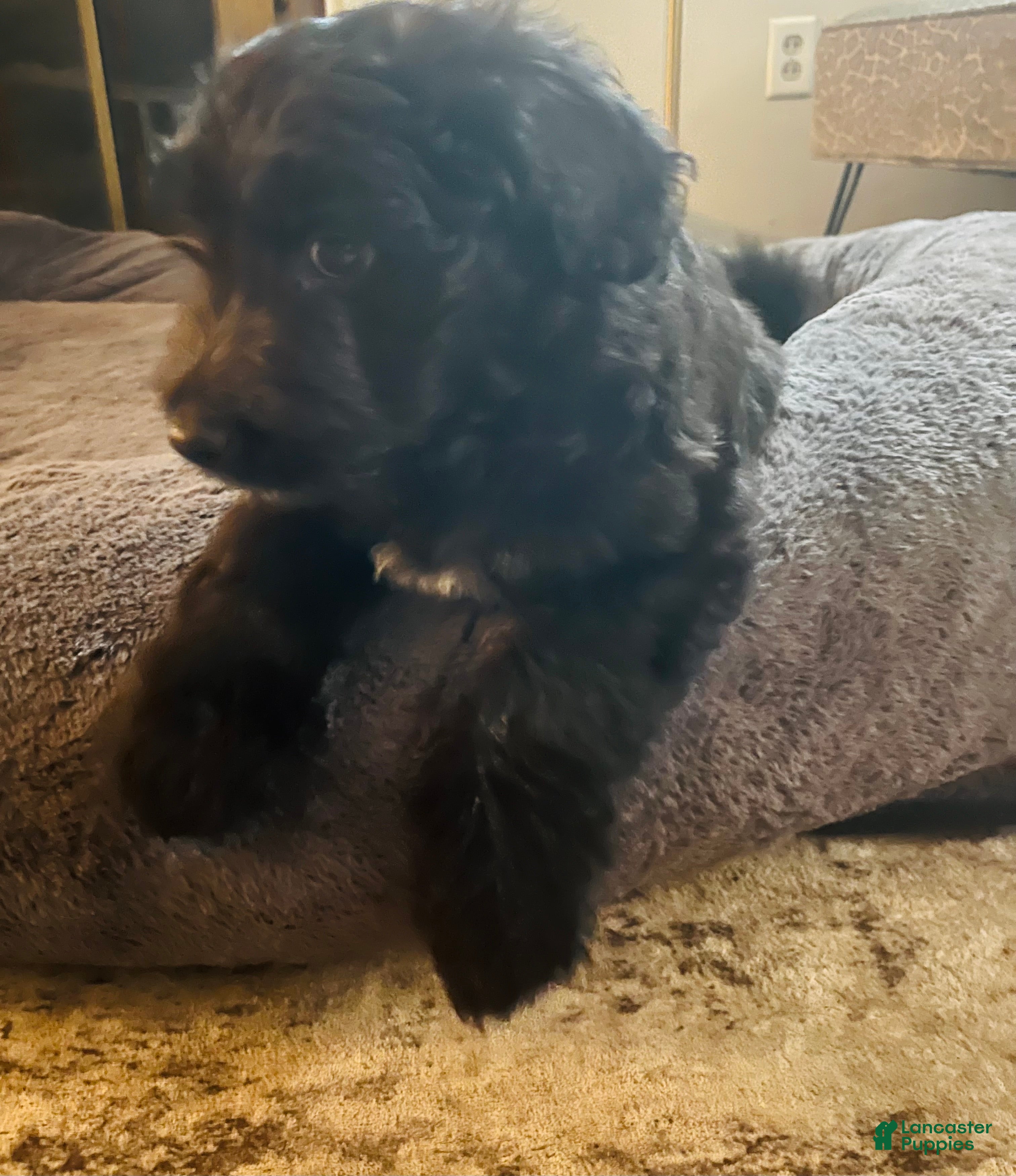 Aussiedoodle dogs tiny - Ad 1