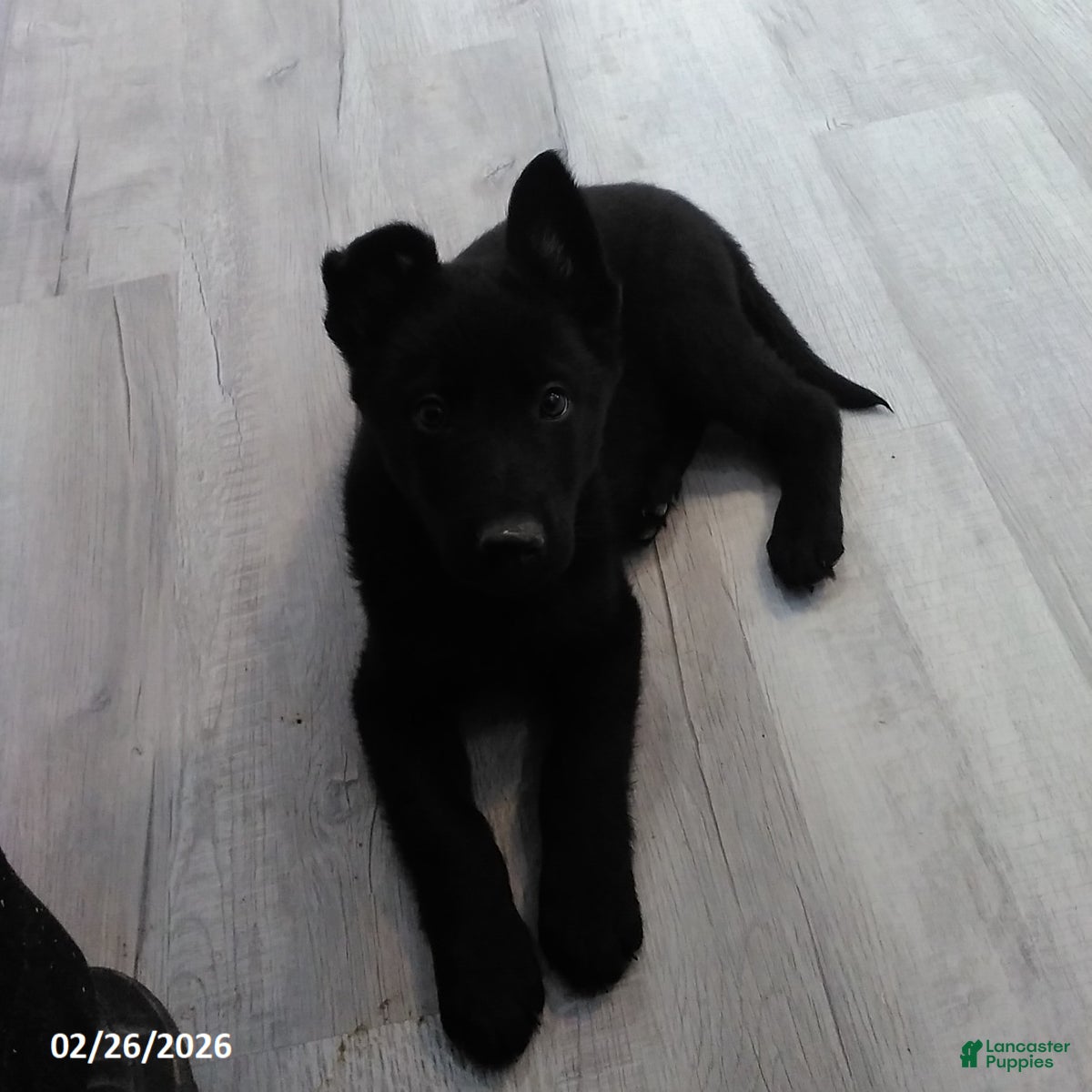 German Shepherd dogs Leanord - Ad 1