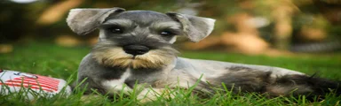 Quest Miniature Schnauzer 