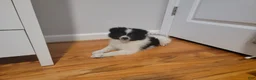 Pomeranian dogs for sale: Oreo - Ad 3
