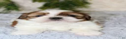 Shih Tzu dogs for sale: Puppy 3 - Ad 2