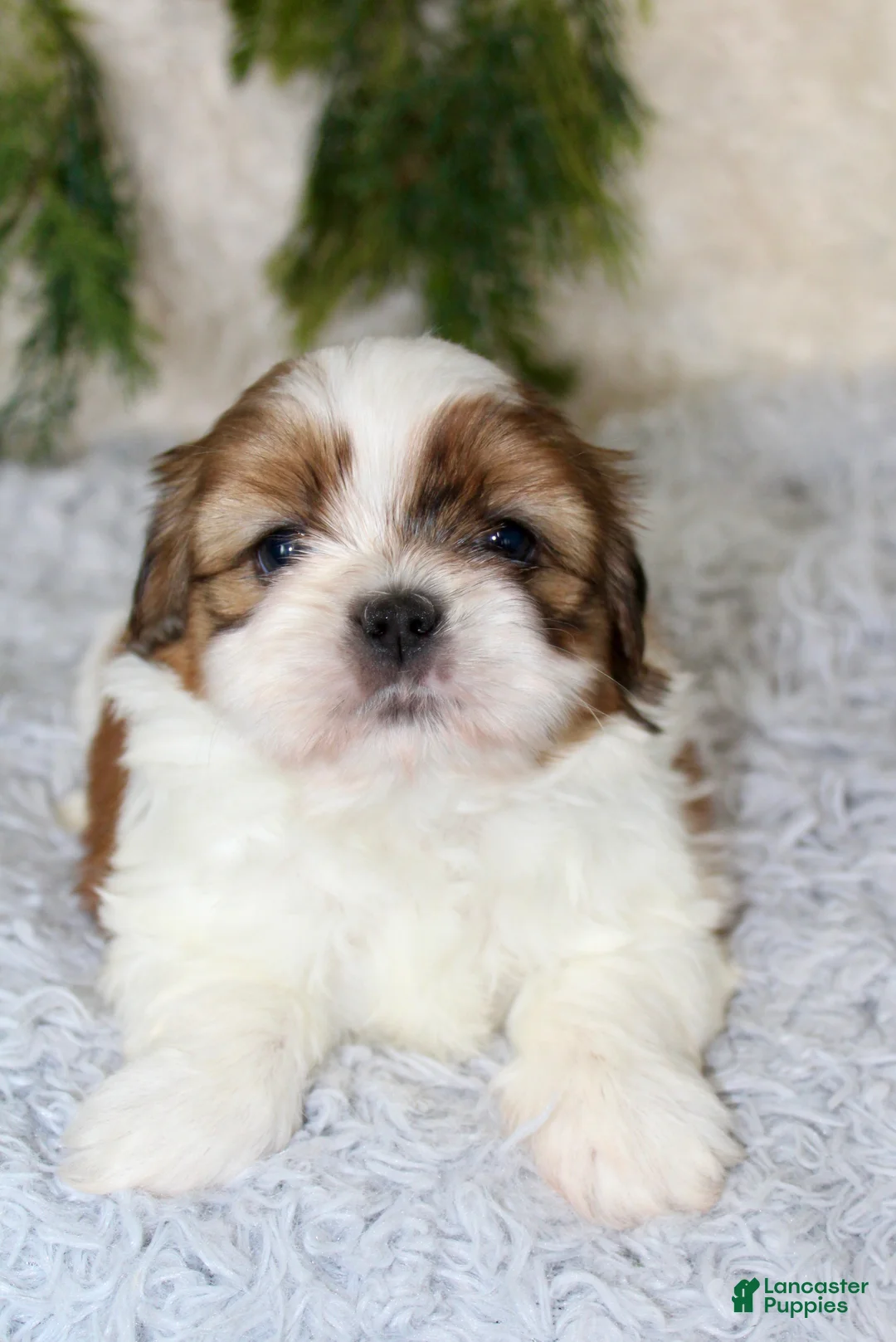 Shih Tzu dogs for sale: Puppy 3 - Ad 2