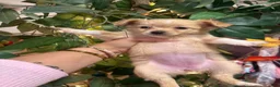 Chihuahua dogs for sale: Chihuahua 3 - Ad 4