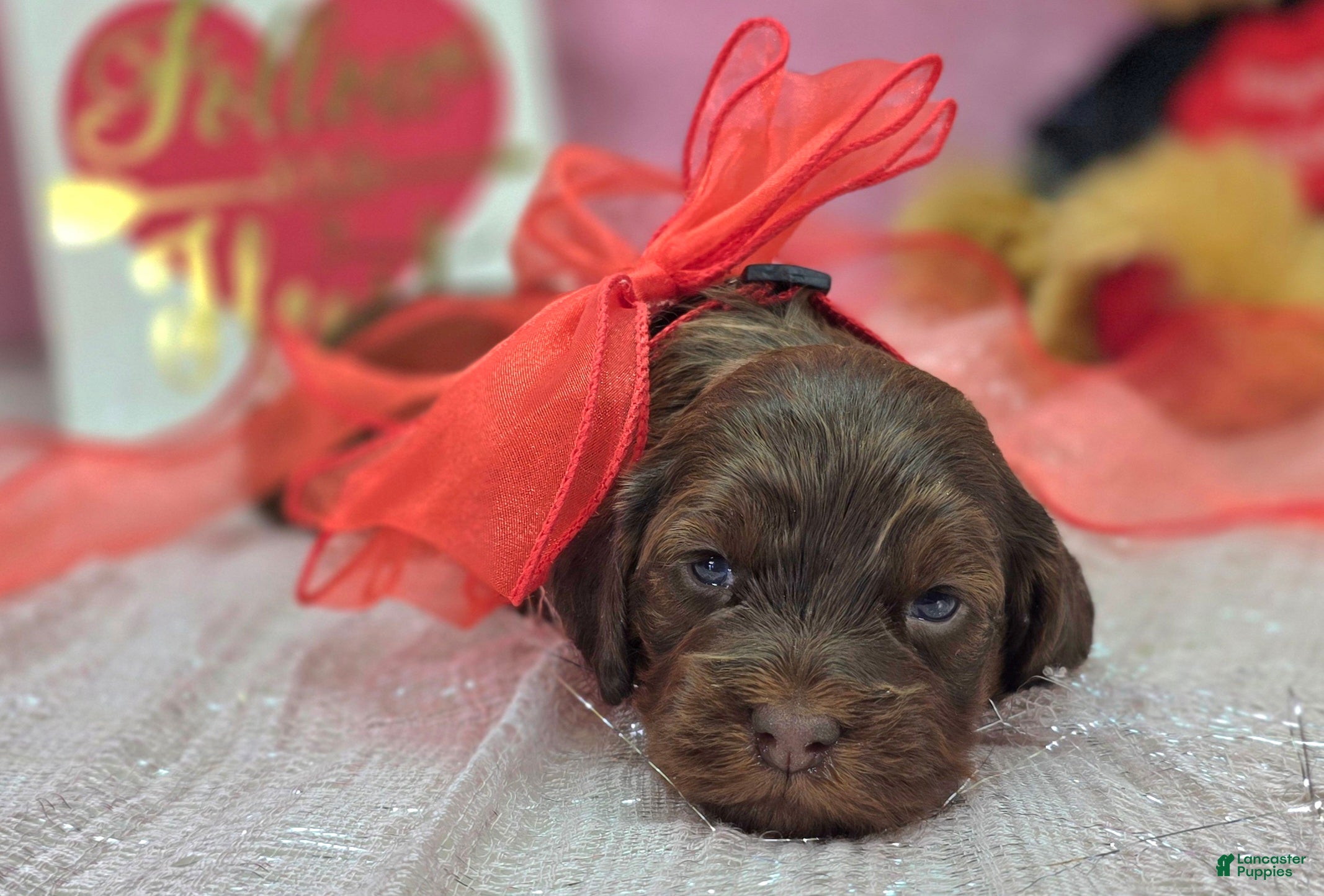 Cockapoo dogs Lyra - Ad 16