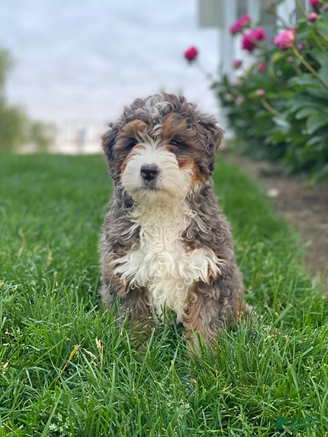 Mini Bernedoodle dogs for sale: Willow - Ad 1
