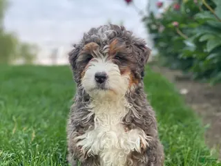 Mini Bernedoodle dogs for sale: Willow - Ad 1