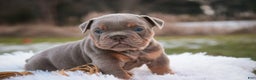 English Bulldog dogs for sale: Titan - Ad 4