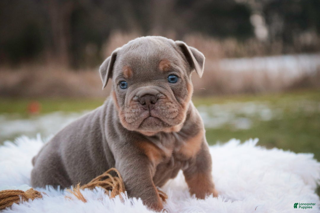 English Bulldog dogs for sale: Titan - Ad 4