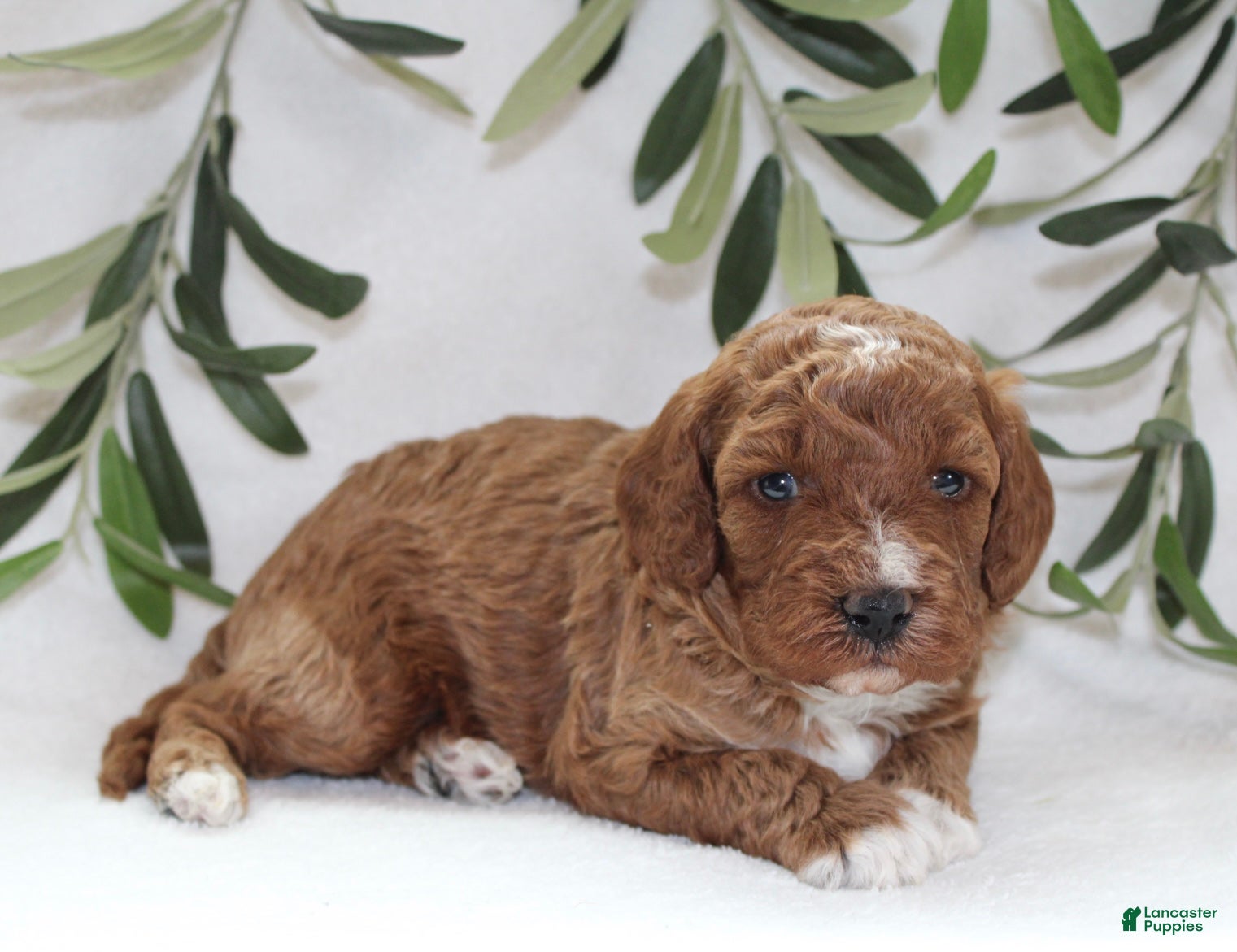 Cavapoo dogs Murphy - Ad 1