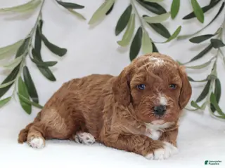 Cavapoo dogs for sale: Murphy - Ad 4