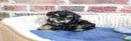 Miniature Schnauzer dogs for sale: Jimmy - Ad 4