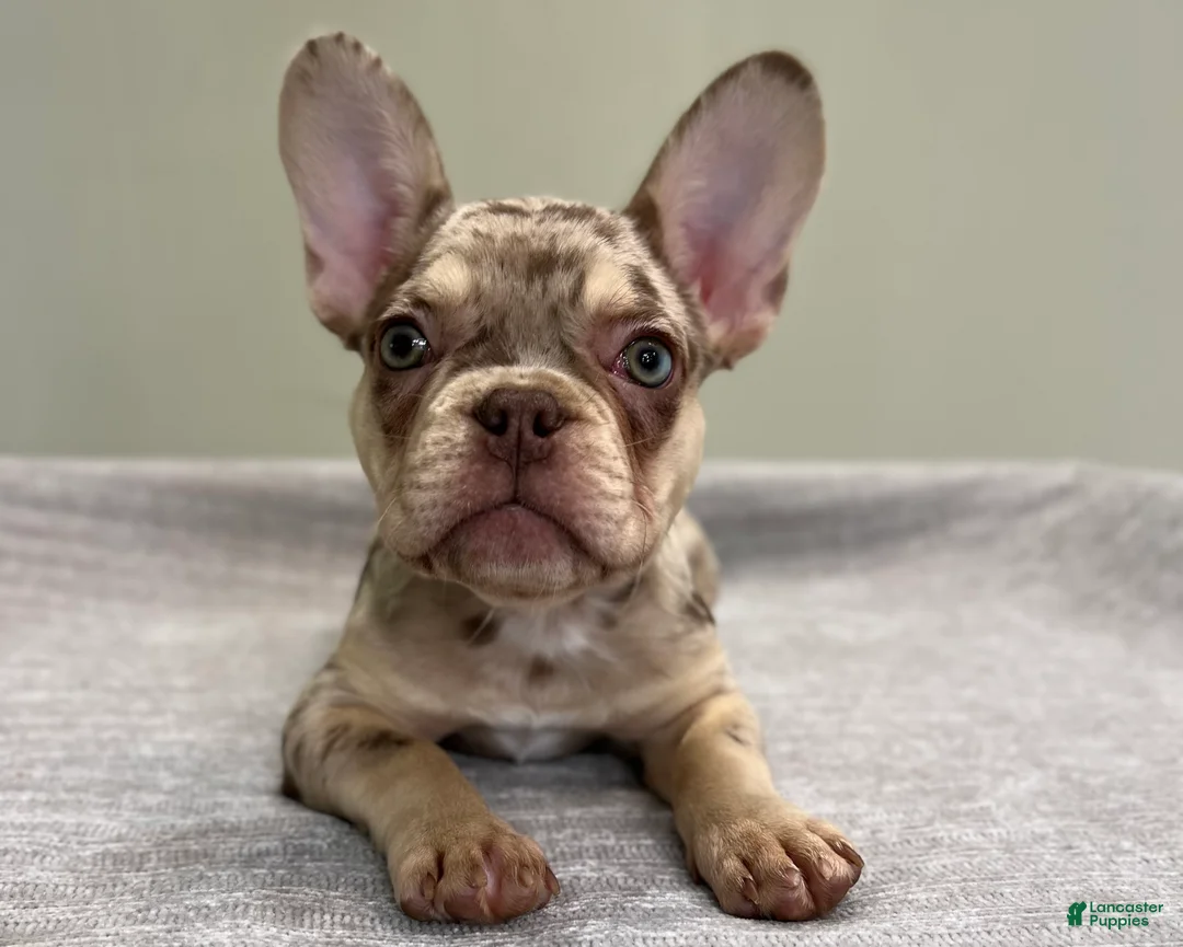 French Bulldog dogs for sale: Shelly - Ad 2