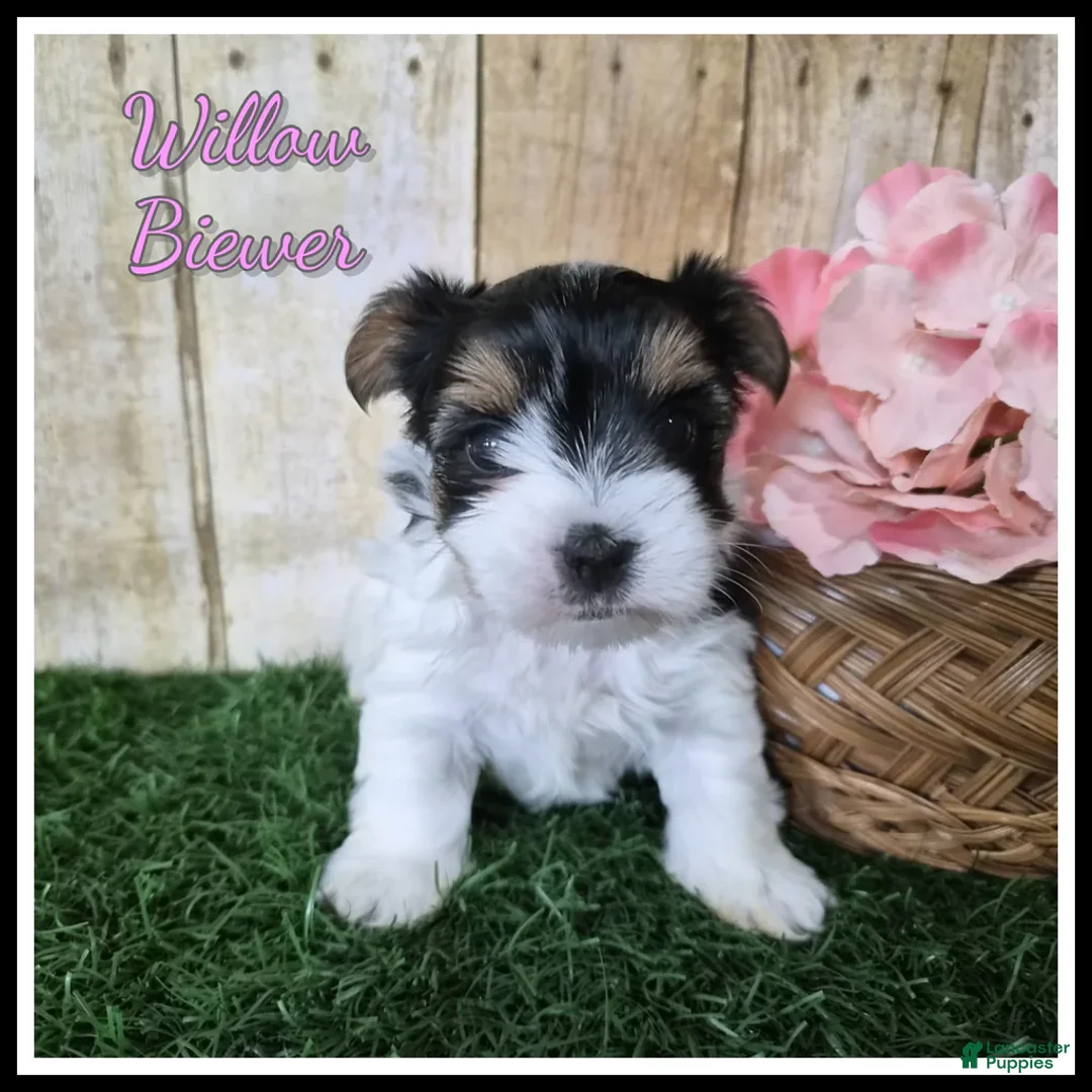 Biewer Terrier dogs for sale: Willow - Ad 1