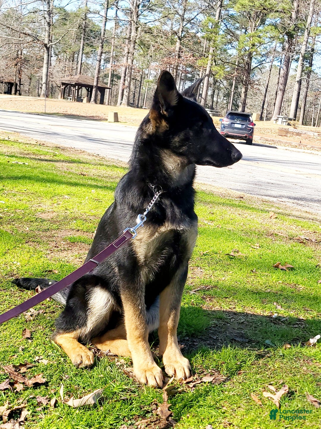 German Shepherd dogs for sale: German Shepherd Puppy 1 - Ad 2