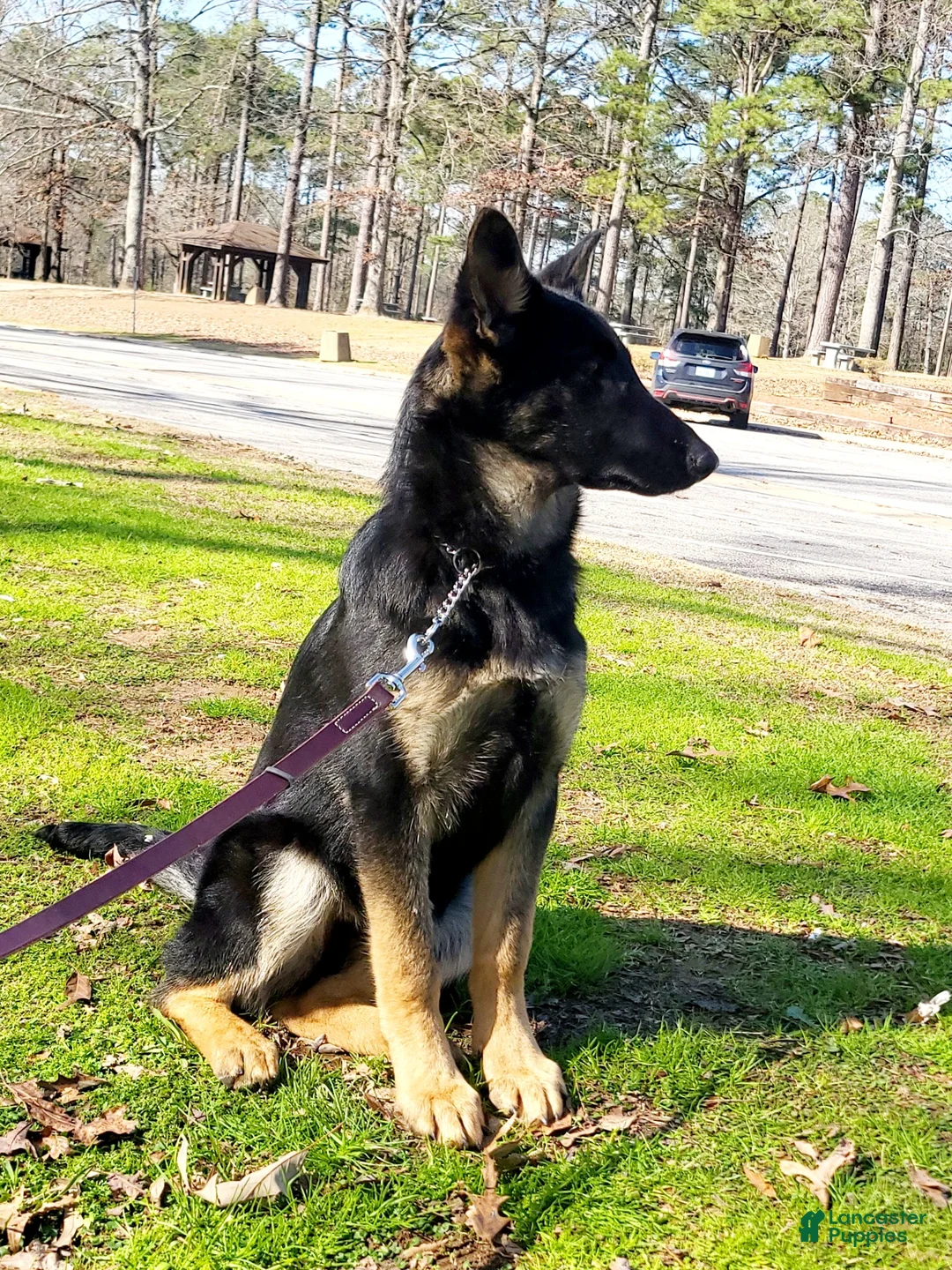 German Shepherd dogs for sale: German Shepherd Puppy 1 - Ad 2