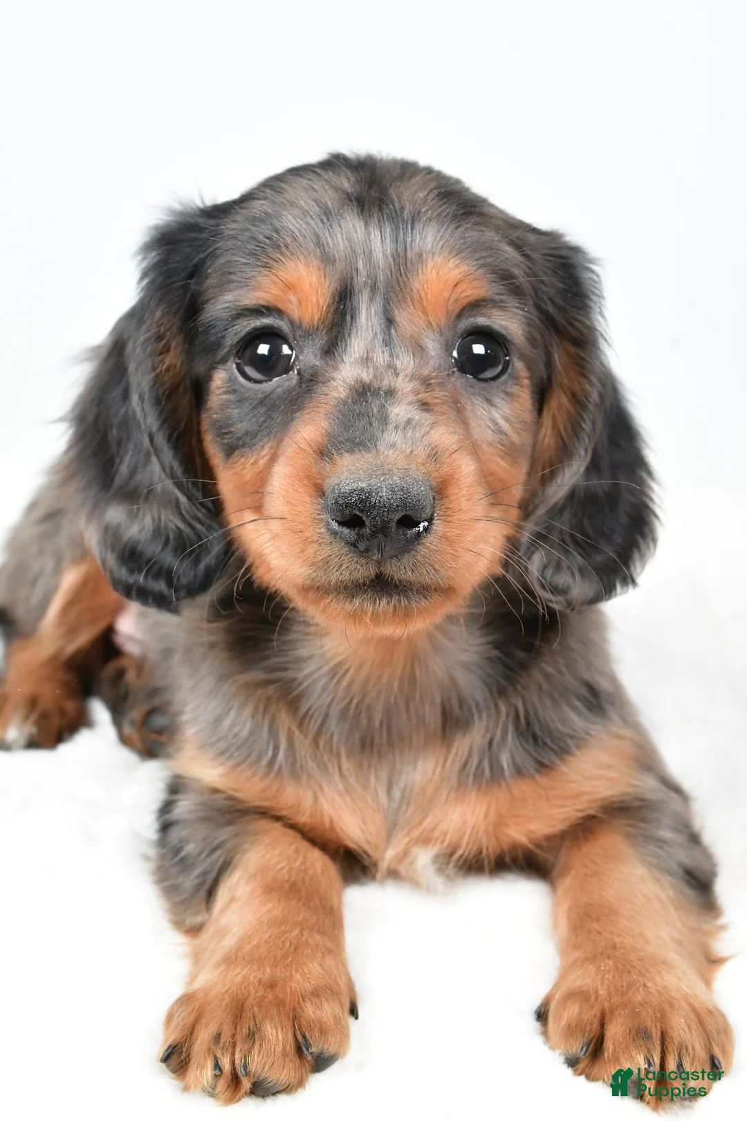 Dachshund dogs for sale: Sammy - Ad 10
