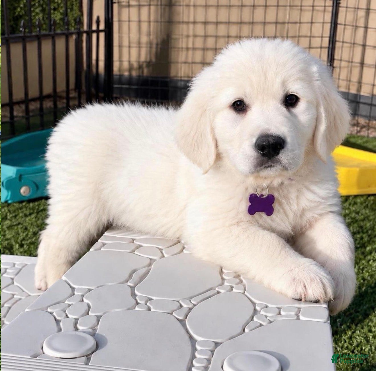Golden Retriever dogs for sale: Dutches  - Ad 23