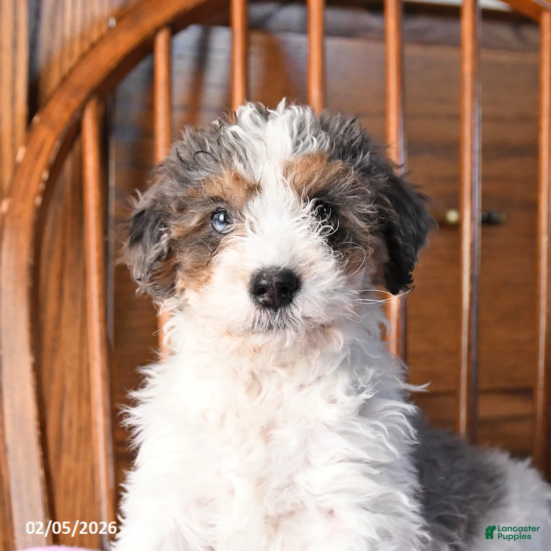 Mini Bernedoodle dogs for sale: Vincent - Ad 5