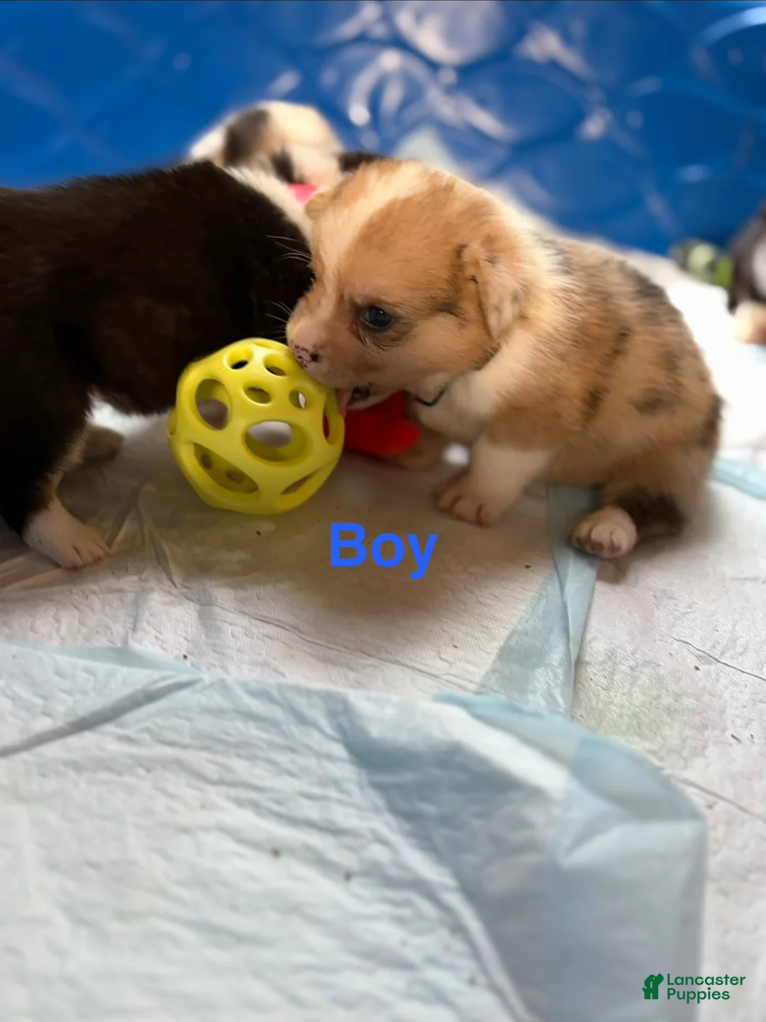 Welsh Corgi Pembroke dogs for sale: Archie - Ad 2