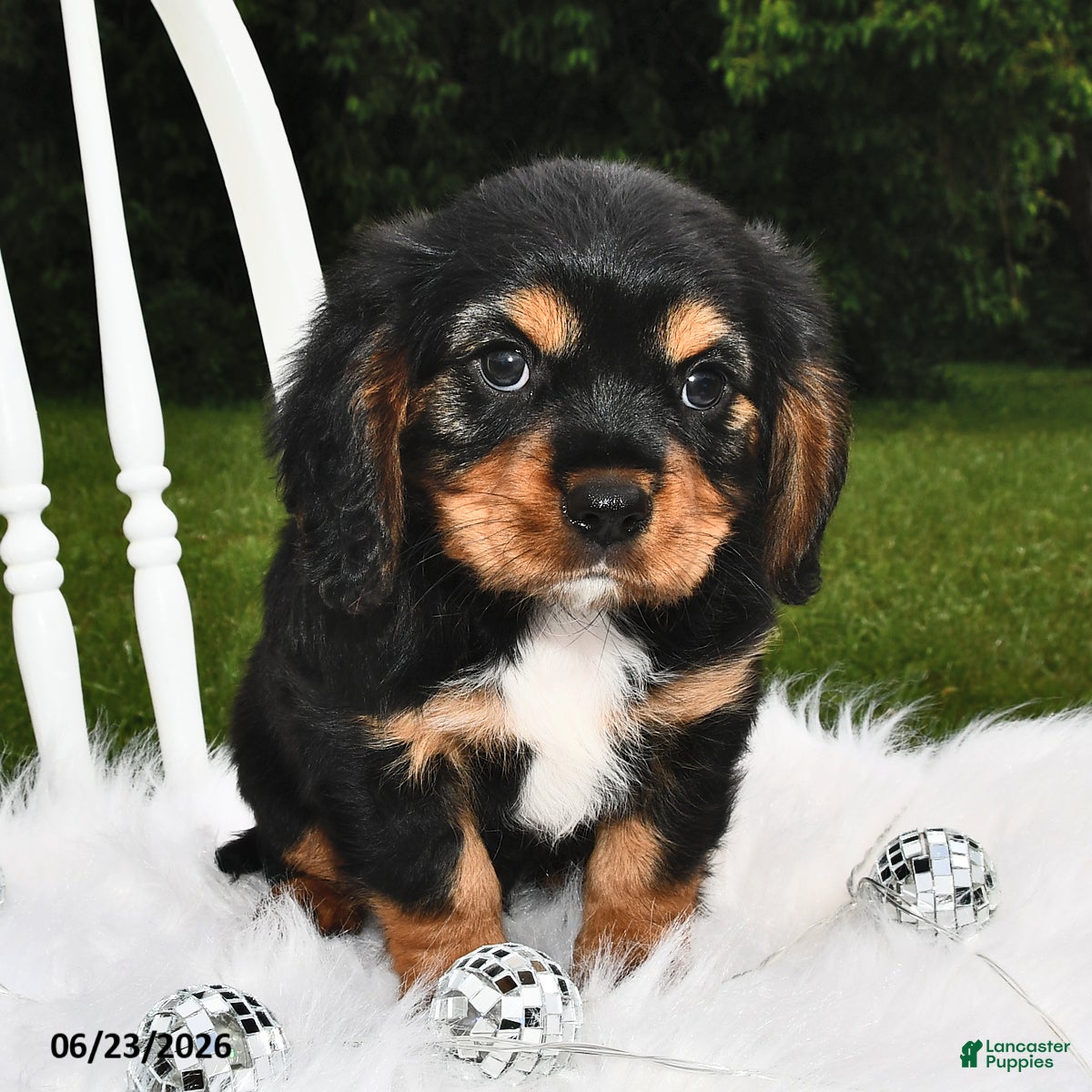 Beaglier dogs Cory - Ad 2
