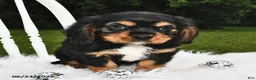 Beaglier dogs for sale: Cory - Ad 2