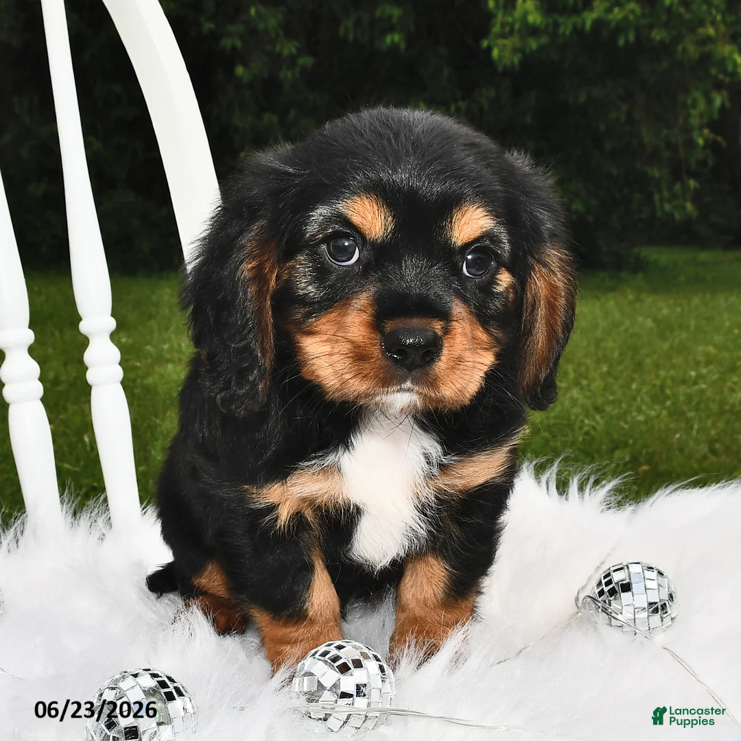 Beaglier dogs for sale: Cory - Ad 2