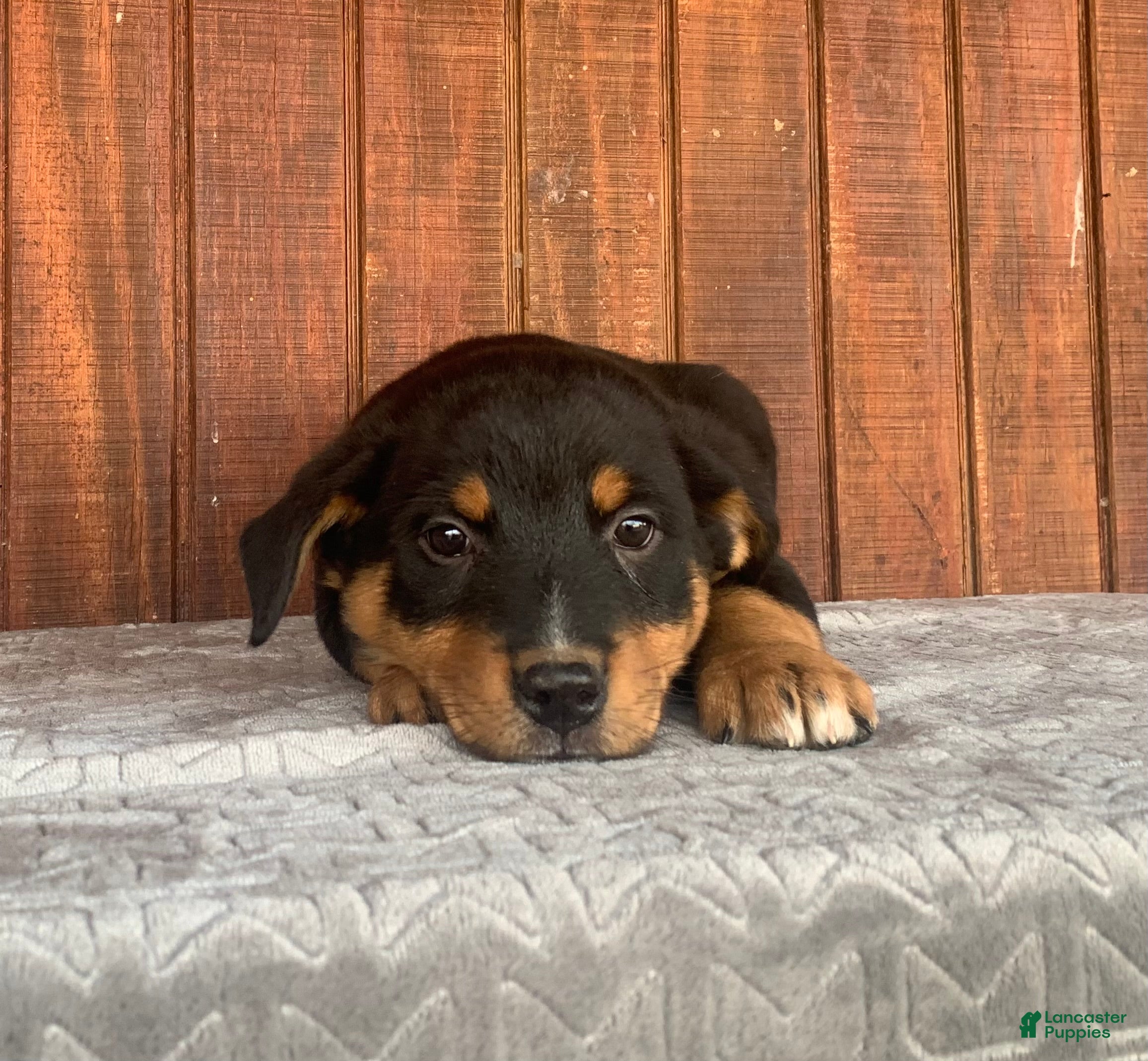 Mixed Breed dogs Rascal - Ad 15