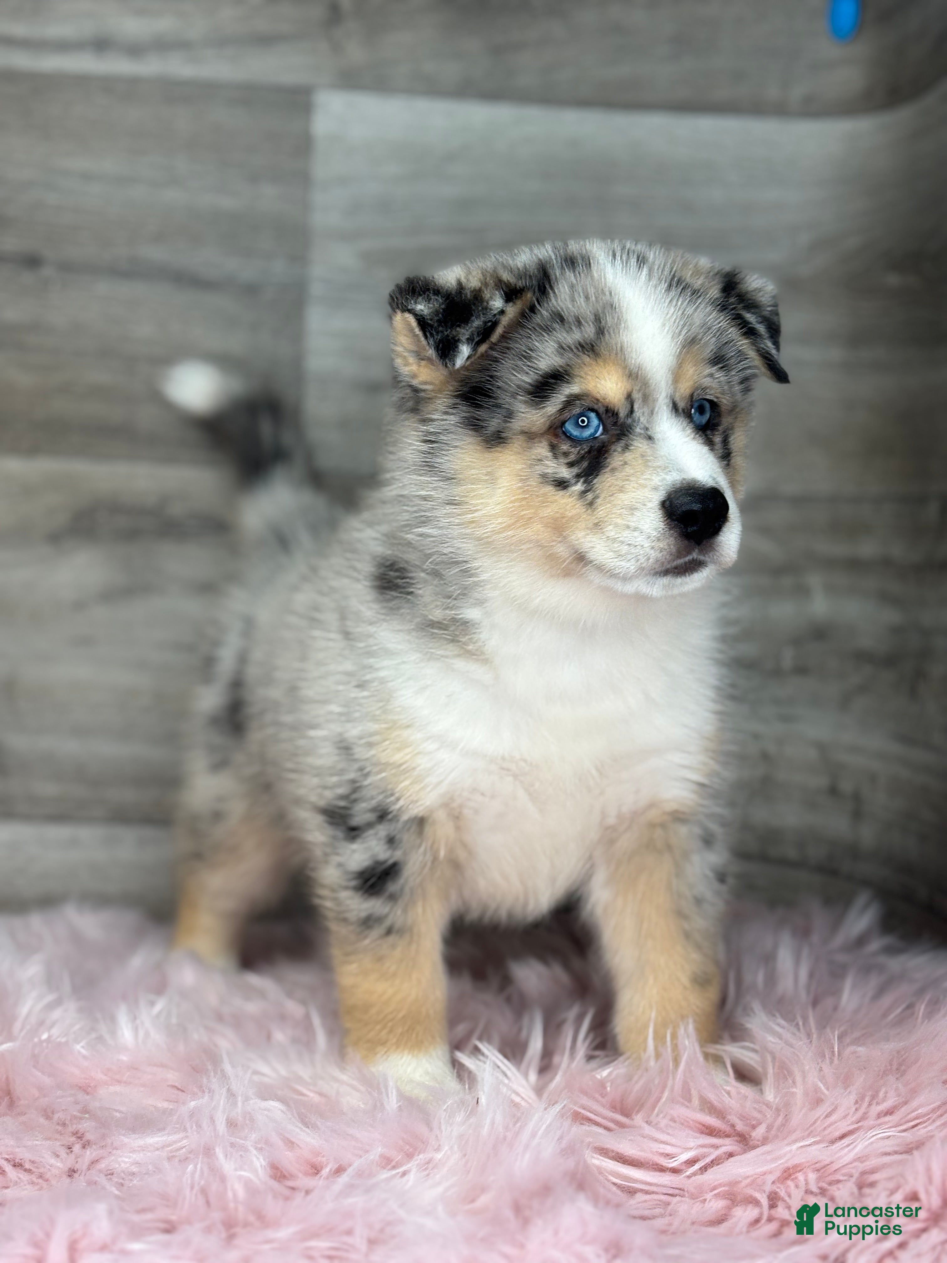 Pomsky dogs Edward - Ad 2