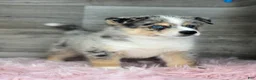 Pomsky dogs for sale: Edward - Ad 2