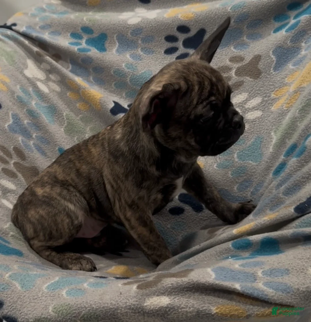 Frug dogs for sale: Tucker - Ad 2
