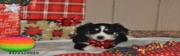 Australian Shepherd dogs for sale: Leo - Ad 3