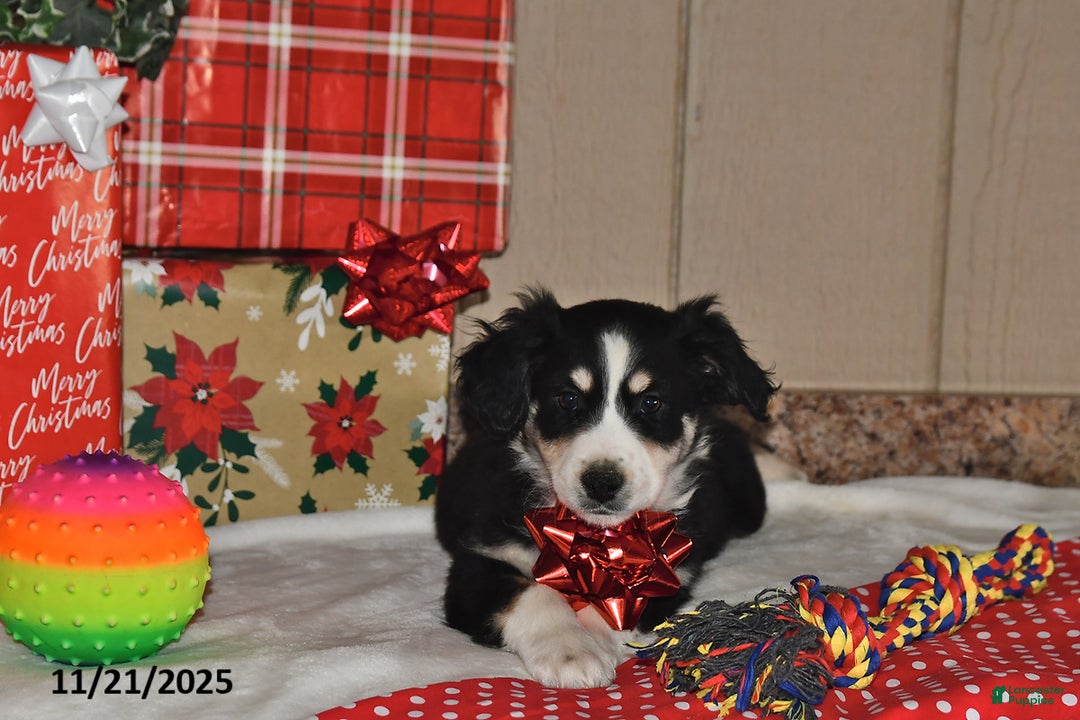 Australian Shepherd dogs for sale: Leo - Ad 3