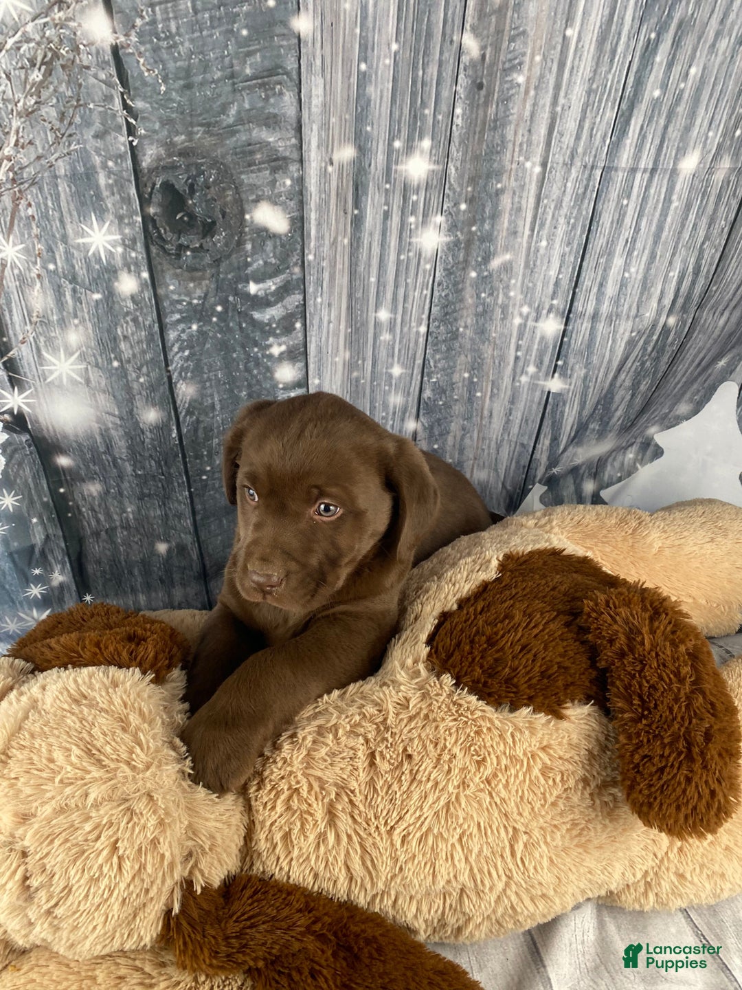 Labrador Retriever dogs for sale: Ava - Ad 9