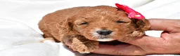 Mini Goldendoodle dogs for sale: Nova - Ad 7