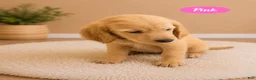 Goldendoodle dogs for sale: Pink - Ad 2
